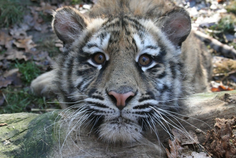 tigru de la Zoo Targu Mures